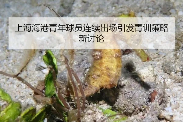 上海海港青年球员连续出场引发青训策略新讨论